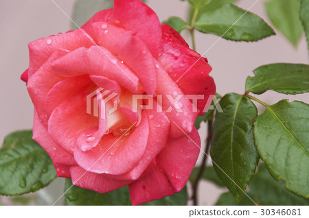 Pink Rose 30346081