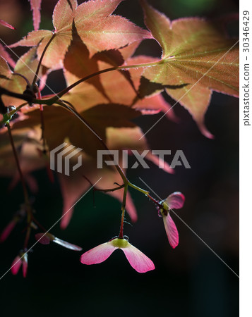 Seeds of Maple 30346429