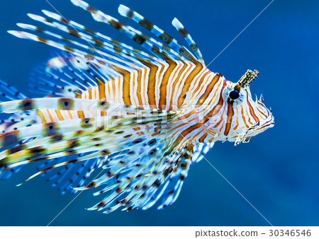 圖庫照片: lionfish in blue water