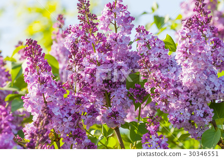 Lilac flowers Lilac flowers 30346551