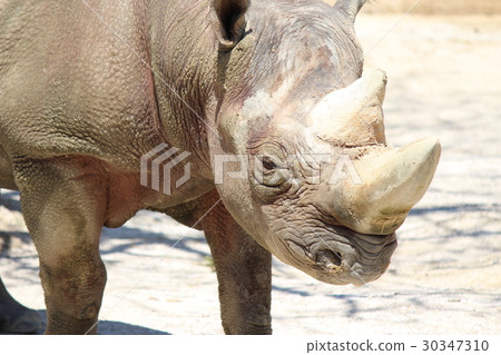 Rhino 30347310