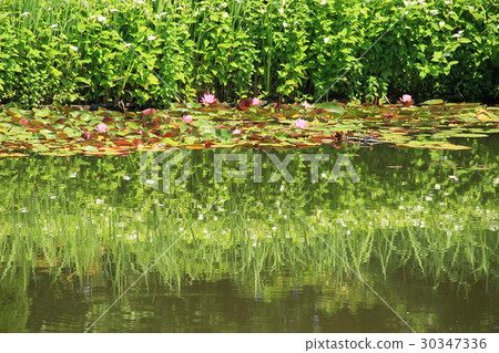 睡蓮蓮花，半夏學生 30347336