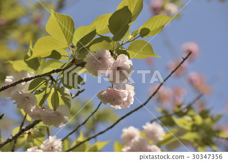 松月（雙櫻桃） 30347356