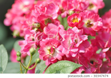 roses in the garden 30347474