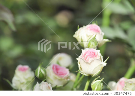 roses in the garden roses in the garden 30347475