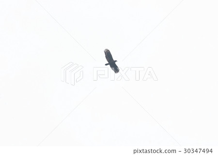 一隻鷹 一隻鷹 30347494