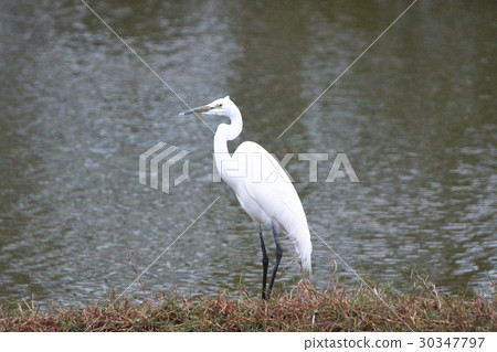 大白鷺 30347797