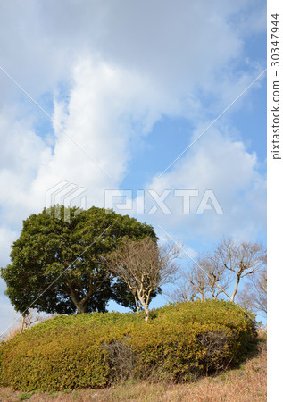 Trees and blue sky 30347944
