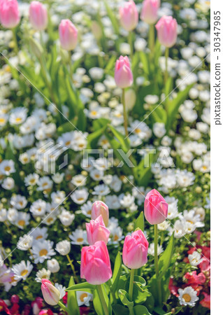 Beautiful flowers blooming in the flower bed 30347985