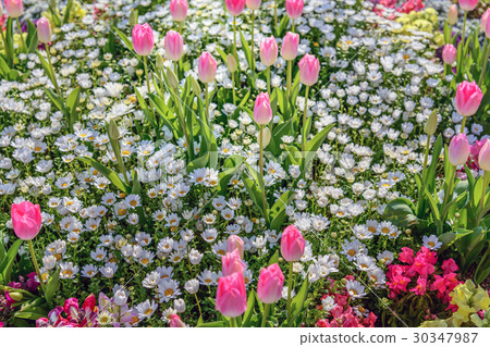 開花在花床上的美麗的花 30347987