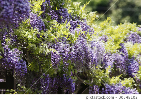 紫藤花 紫藤花 30348102