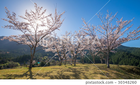 Akagi Castle Ruins of Spring 30348260