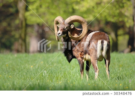 Majestic mouflon ovis musimon Majestic mouflon ovis musimon 30348476