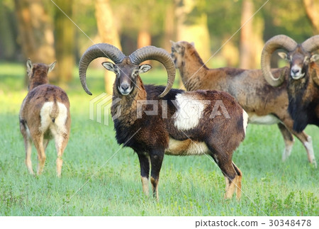 Mouflons in spring 30348478