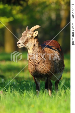 Young ovis musimon Young ovis musimon 30348481