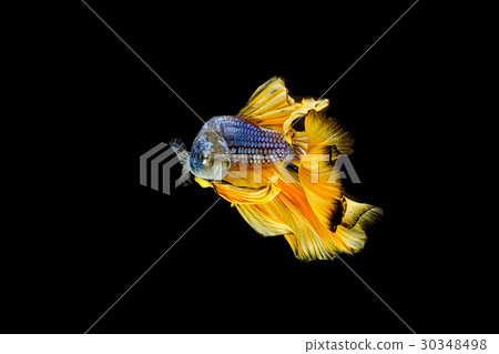 Betta fish, siamese fighting fish, aquarium fish Betta fish, siamese fighting fish, aquarium fish 30348498