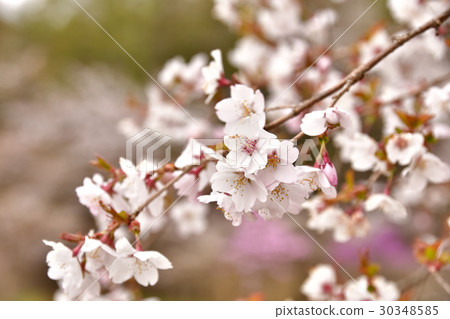 Mamezakura (Fujisakura, Hakonezakura) 30348585