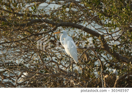 Great egret 30348597