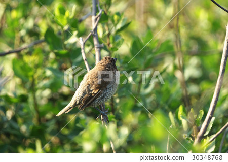 Spotted bird 30348768