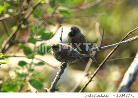 斑文鳥 斑文鳥 30348773