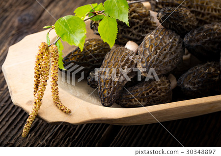 Fresh morchella conica, seasonal mushrooms. Fresh morchella conica, seasonal mushrooms. 30348897