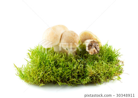 Fresh Calocybe gambosa. Seasonal mushrooms. Fresh Calocybe gambosa. Seasonal mushrooms. 30348911