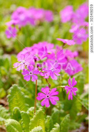 報春花 30349059