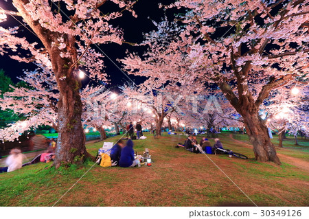 Hakodate · Gorokaku Park's night cherry <full bloom> 30349126