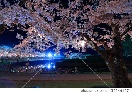 函館·Gorokaku公園的夜櫻<盛開> 函館·Gorokaku公園的夜櫻<盛開> 30349127