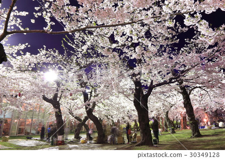 函館·Gorokaku公園的夜櫻<盛開> 30349128