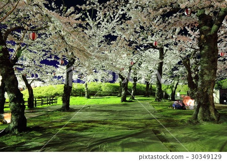 函館·Gorokaku公園的夜櫻<盛開> 函館·Gorokaku公園的夜櫻<盛開> 30349129
