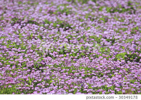 Lenge field Lenge field 30349178