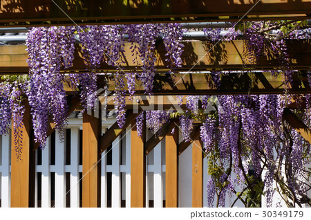 Sakura Park (Tsuyama castle toe) in Tsuyama city, Okayama prefecture: Wisteria trellis beside the Bikannora Sakura Park (Tsuyama castle toe) in Tsuyama city, Okayama prefecture: Wisteria trellis beside the Bikannora 30349179