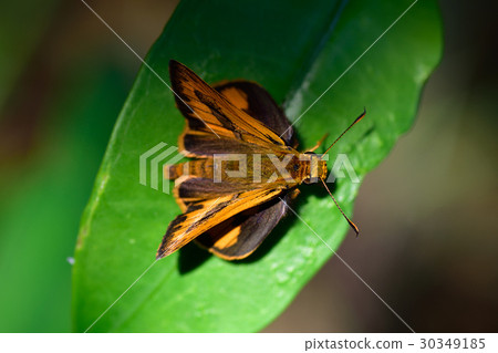 竹紅挵蝶 30349185