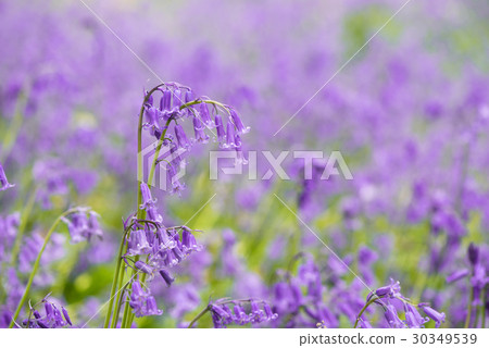 English Blue Bell Forest England 30349539