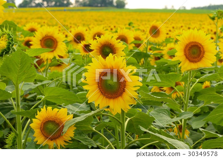 Sunflower of Himalayan sunflower Sunflower of Himalayan sunflower 30349578