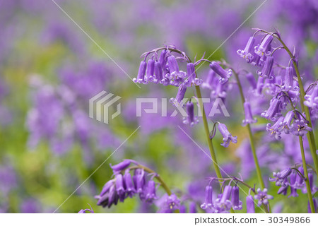 Blue Bell Forest UK 30349866