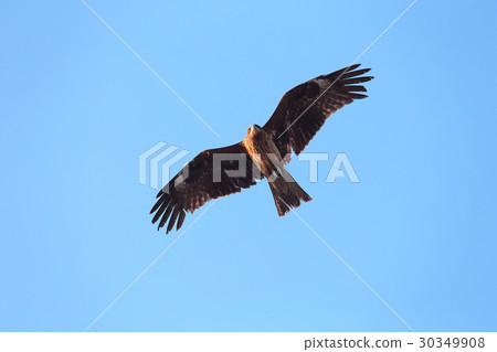A dragonfly dancing on the coast A dragonfly dancing on the coast 30349908
