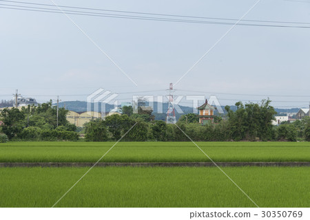 稻田 30350769