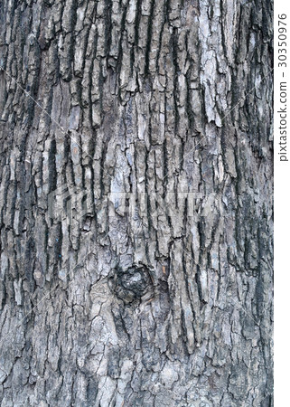 Bark of camphor tree Bark of camphor tree 30350976
