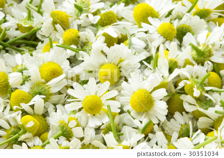 洋甘菊收穫洋甘菊 洋甘菊收穫洋甘菊 30351034