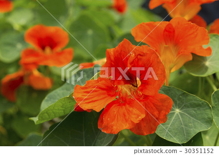 旱金蓮屬 旱金蓮屬 30351152