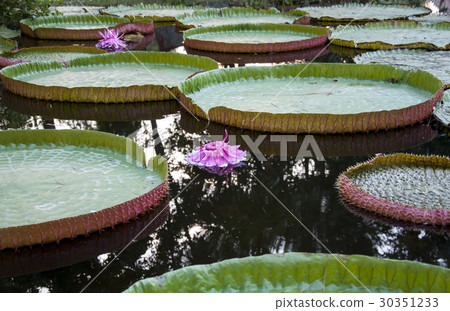lotus flowers on water lotus flowers on water 30351233