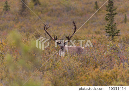 Barren Ground Caribou Bull in velvet Barren Ground Caribou Bull in velvet 30351434