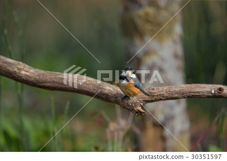 Yamagara varied tit-titmouse Yamagara varied tit-titmouse 30351597