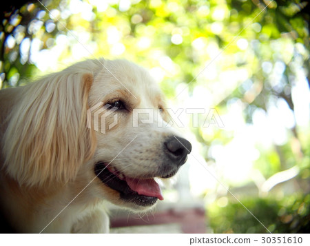 lovely funny white cute fat compact size young dog 30351610