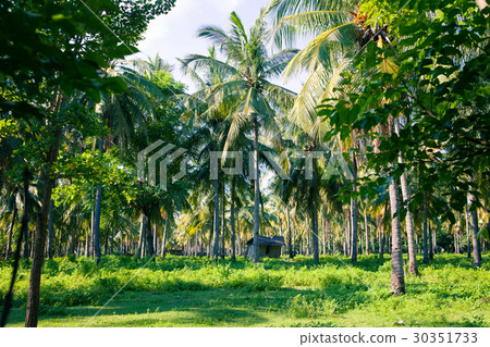 Palm forest in the tropics and the old rickety 30351733