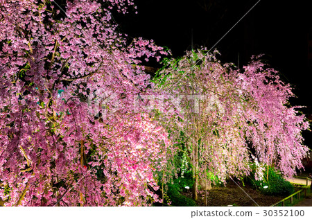 Sakura Itabashi ku Minchoinin 30352100