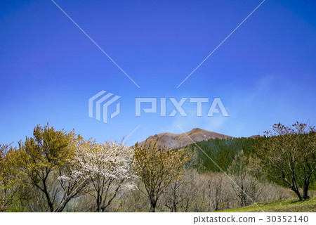 Kuzu Takahara Suzuumi 30352140