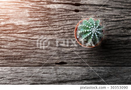 Small cactus put on the old wooden plate. Small cactus put on the old wooden plate. 30353090